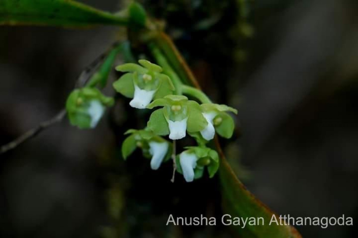 Pteroceras viridiflorum (Thwaites) Holttum